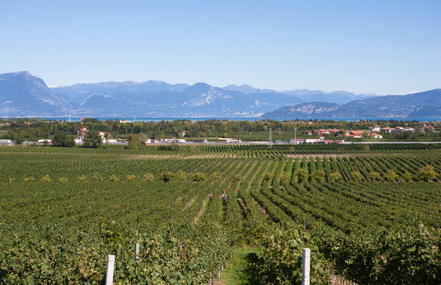 A Garda-tó déli partján terülnek el a Turbiana szőlőültetvények.
