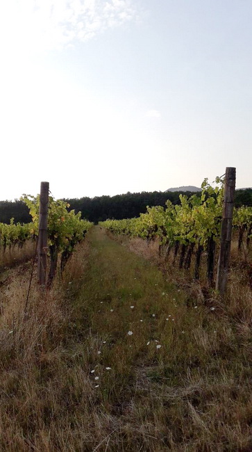 Szőlőterület a mátrai borvidéken. René's Wine Heaven
