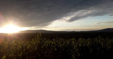 René's Wine Heaven. Juhász René, a tehetséges mátrai borvidéki borász mélyinterjúnk alanya. GasztroMagazin 2019.