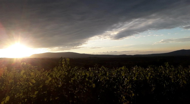 René's Wine Heaven. Juhász René, a tehetséges mátrai borvidéki borász mélyinterjúnk alanya. GasztroMagazin 2019.