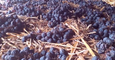 Töppesztett szőlőből készül a szalmabor. GasztroMagazin 2020.