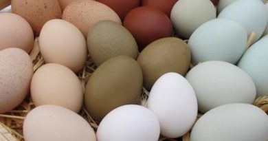 Omega-3 tartalmú tojásokat tojó tyúkokat tenyésztenek a gödöllői Szent István Egyetemen. GasztroMagazin 2020.