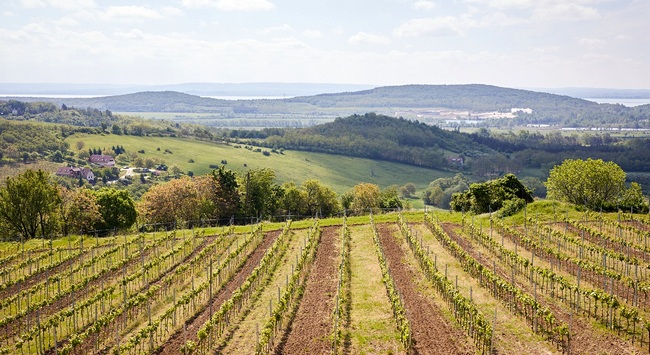 Az olaszrizling a legkedveltebb balatoni bor. Borfogyasztási szokások és preferenciák a Balaton körül. GasztroMagazin 2023.