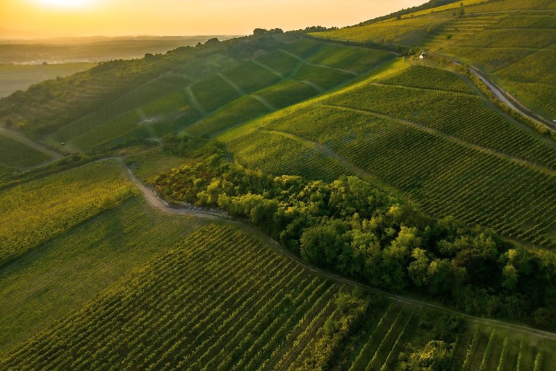 98 PONTOS A ST. ANDREA SZŐLŐBIRTOK BIKAVÉRE, AZ AGAPÉ 2018. HOL Magazin 2023.