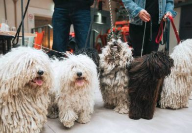 Puli & Juhász. GasztroMagazin 2025.